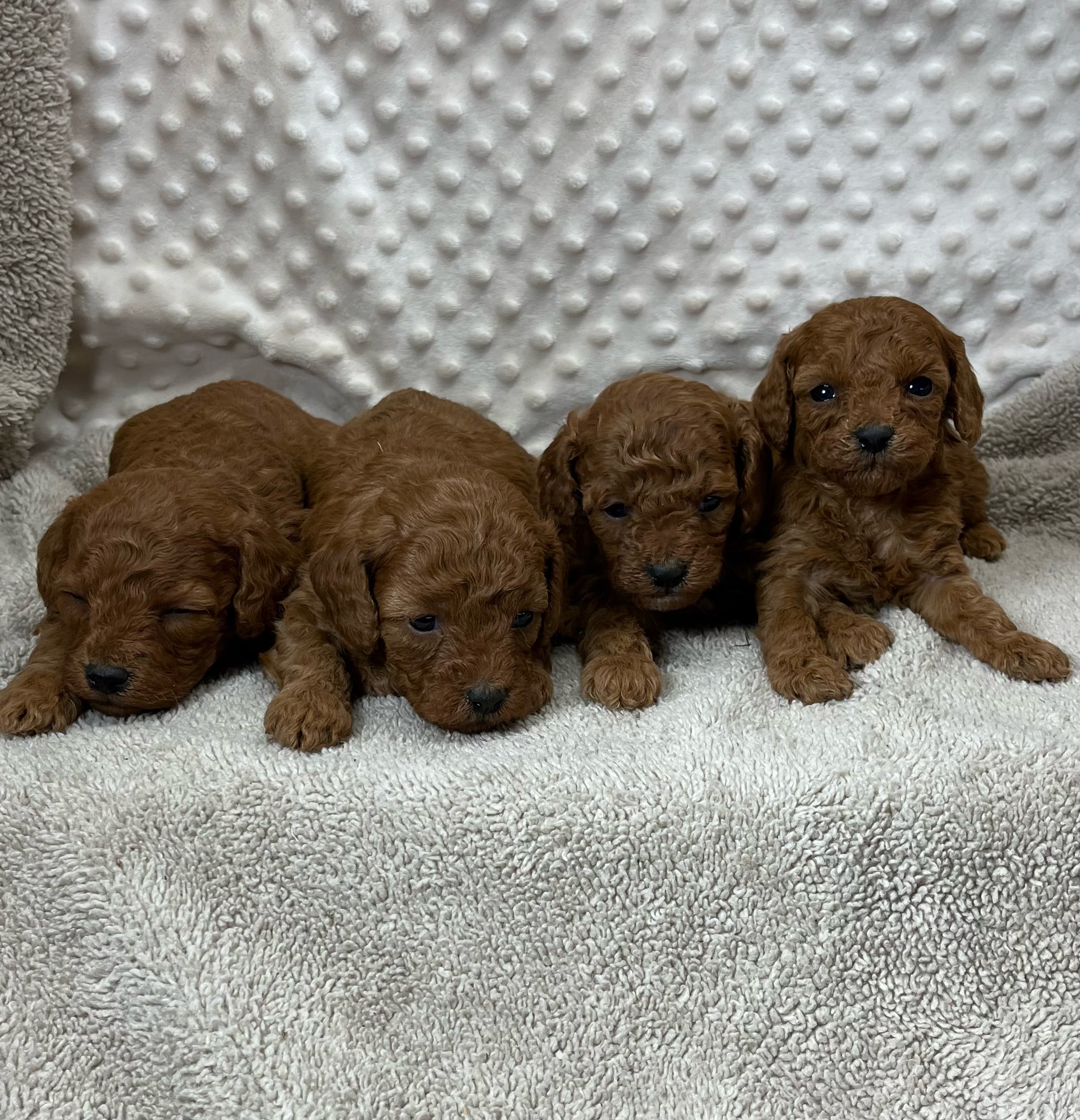 Toy Cavapoo Puppies For In Texas