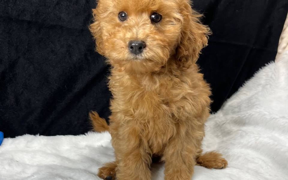 CKC F1B Cavapoo Male born 8/2'23. $1,550 each