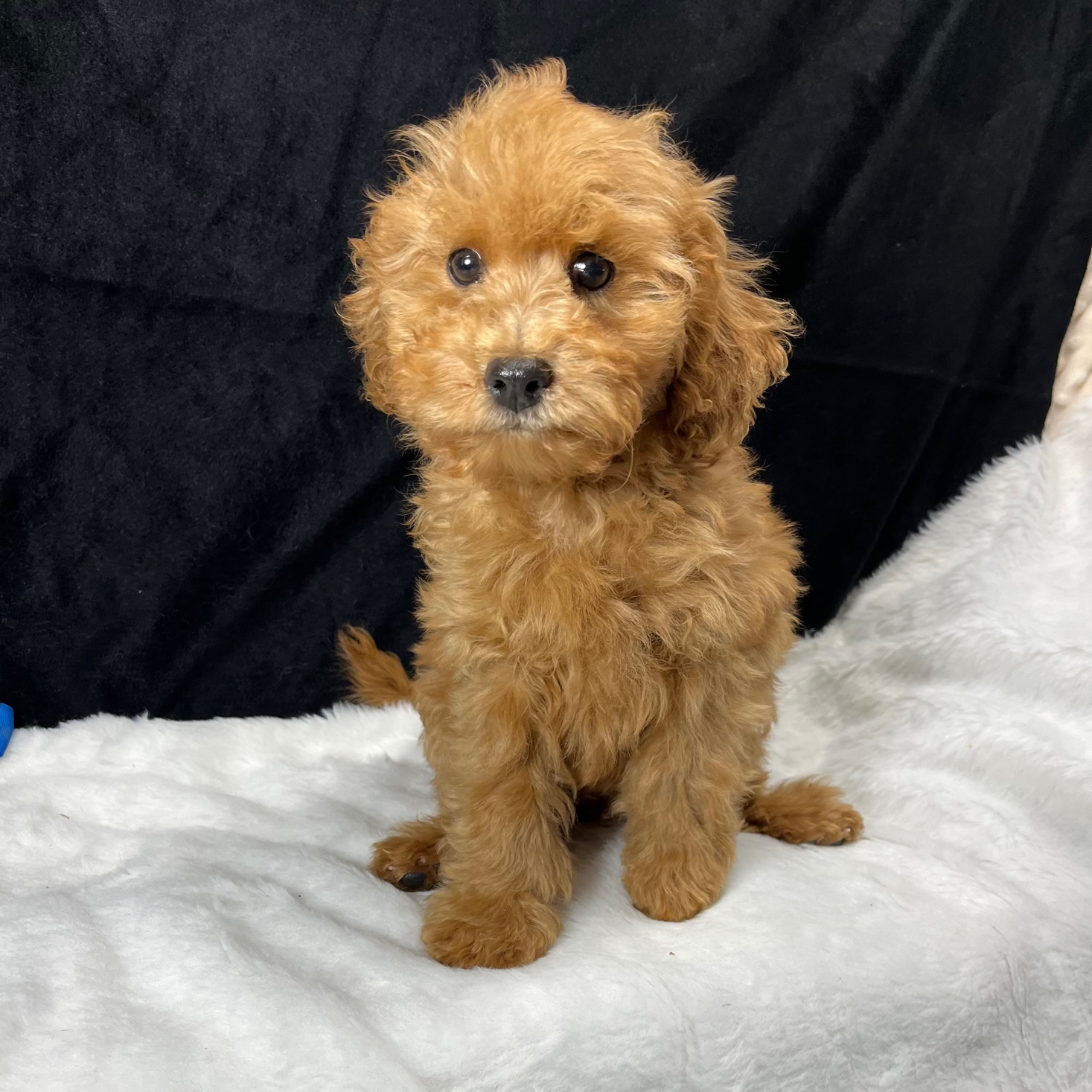 CKC F1B Cavapoo Male born 8/2'23. $1,550 each