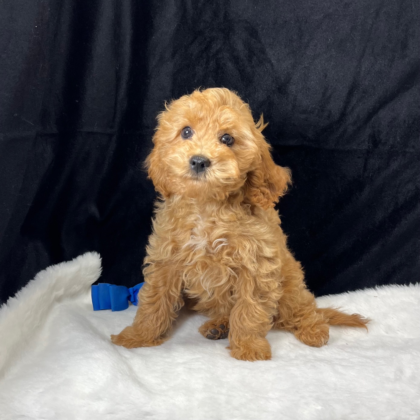 CKC F1B Cavapoo Male born 8/2'23. $1,550