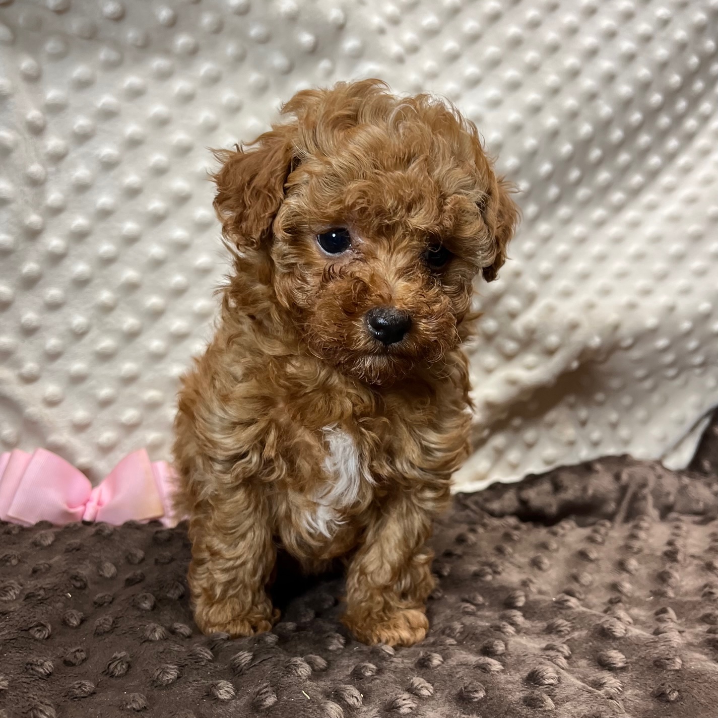 ~HOLD~ CKC registerable Maltipoo F1b girl born 9/19/23. $2,750 ~HOLD~