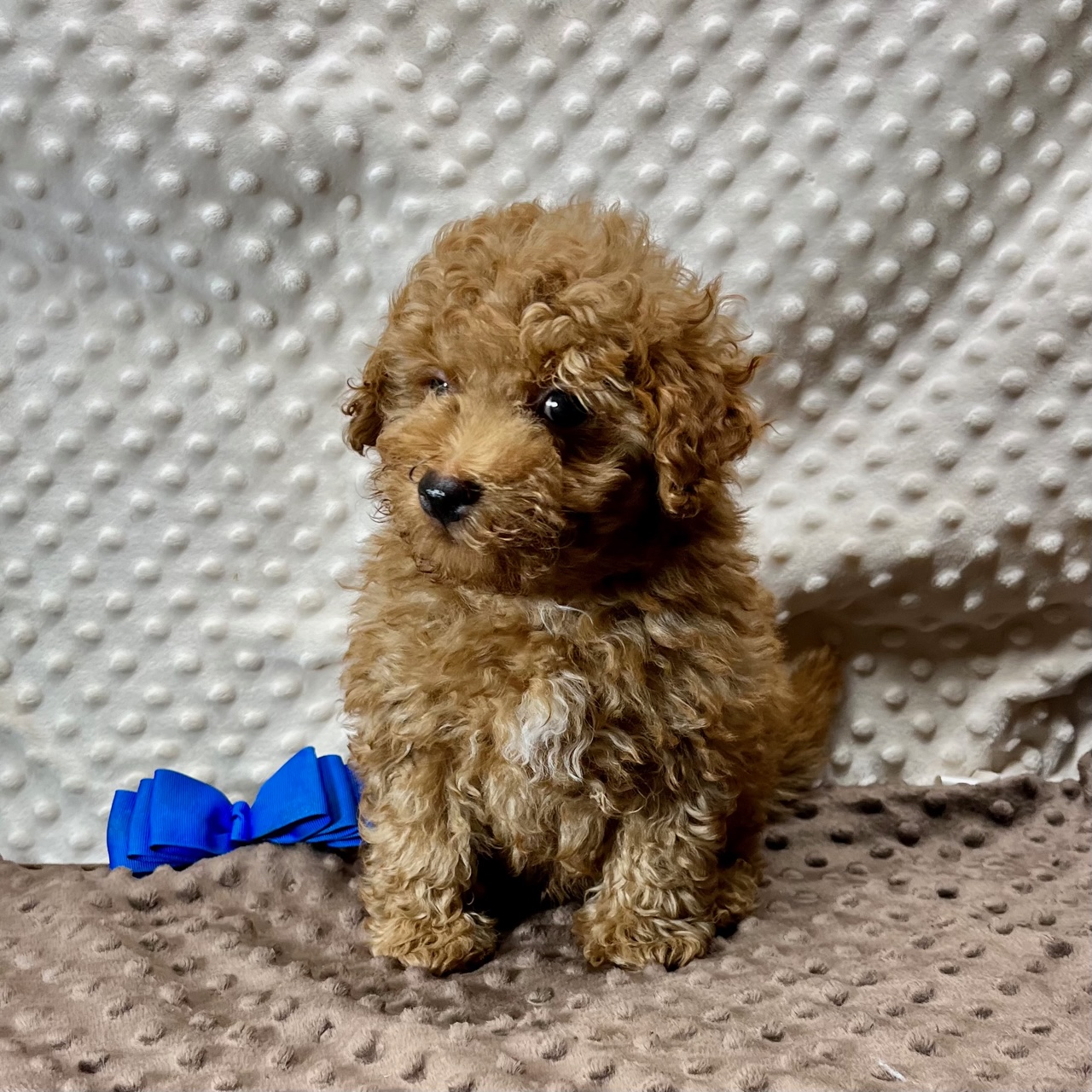 CKC registerable Maltipoo F1b boy born 9/19/23. $2,250