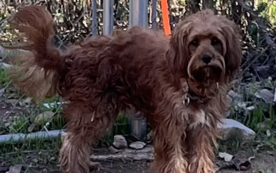 Neutered ....CKC male F1 Cavapoo, "Raider" Born 8/15'23, $750