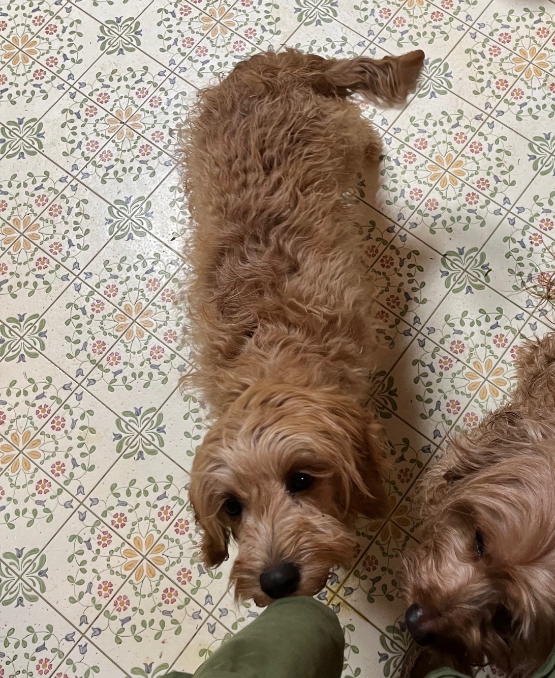 CKC Registered F1 Cavapoo Male born 8/22’24. "Liem". . . $550