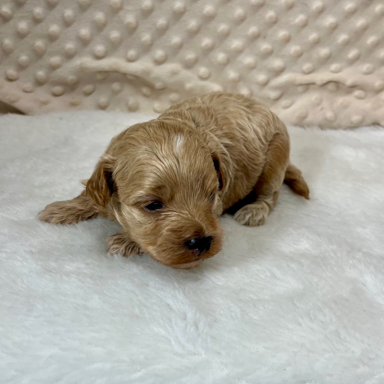 CKC Macy born 3/4'25, $1,550