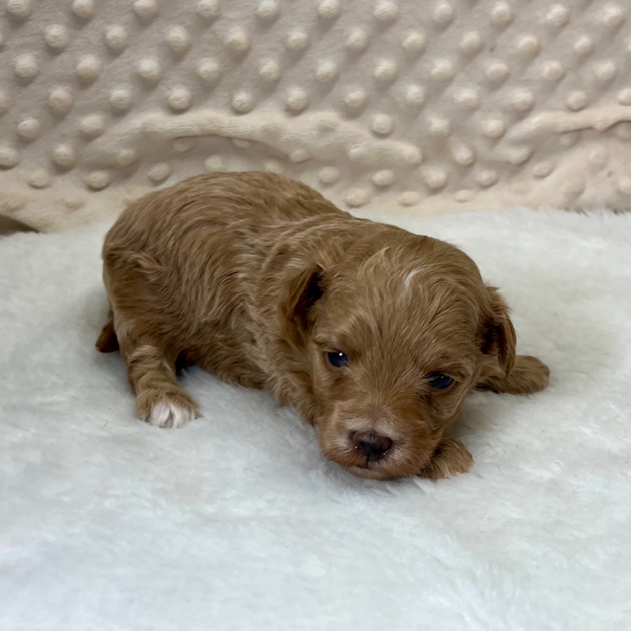 CKC Maltipoo female born 3/4'25. $1,550.
