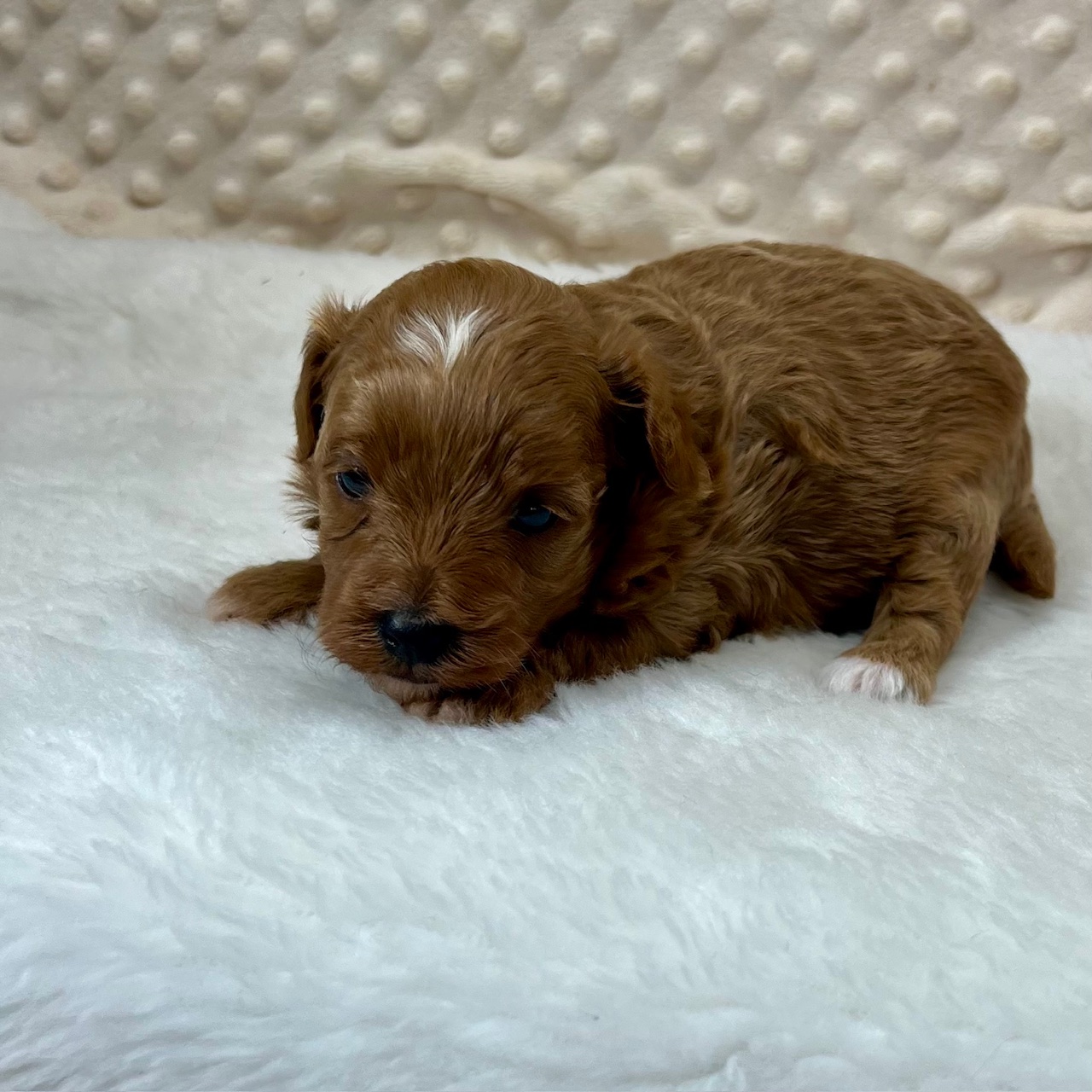 CKC Molly, born 3/4'25 $1,950.