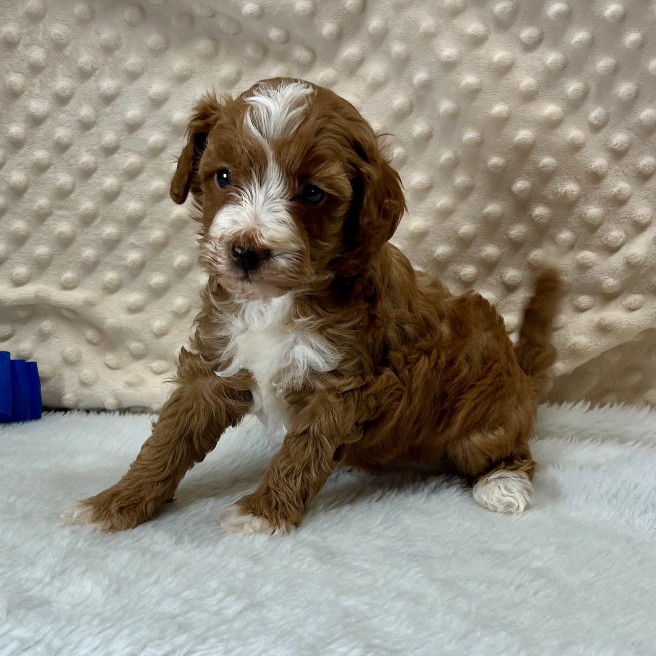 CKC Male Maltipoo Redford, born 3/18'25 $2,250