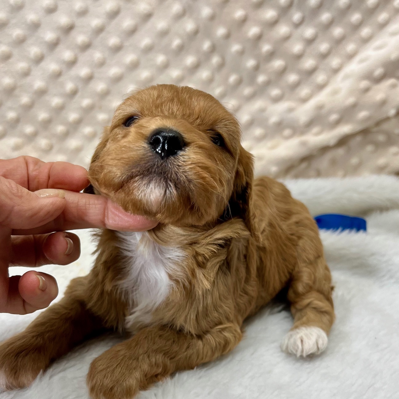CKC Fancy Redford CavaPoo born 4/1'25, $1,450