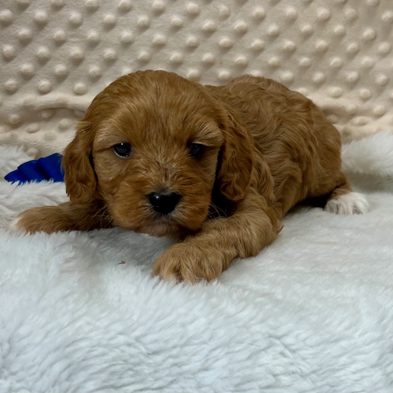 CKC "Red Ray" Cavapoo male born 4/1'25 $1,450