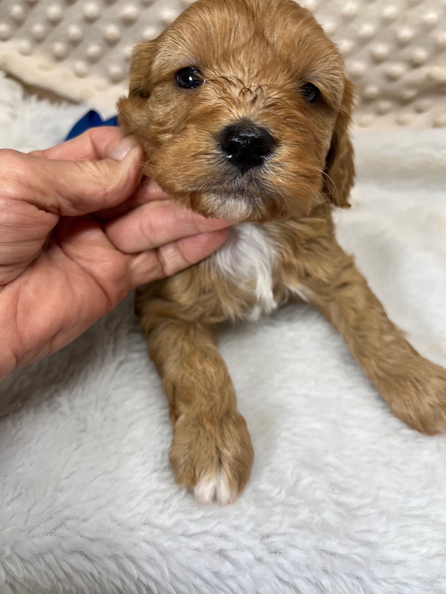 CKC "Fancy Redford" CavaPoo male born 4/1'25, $1,450