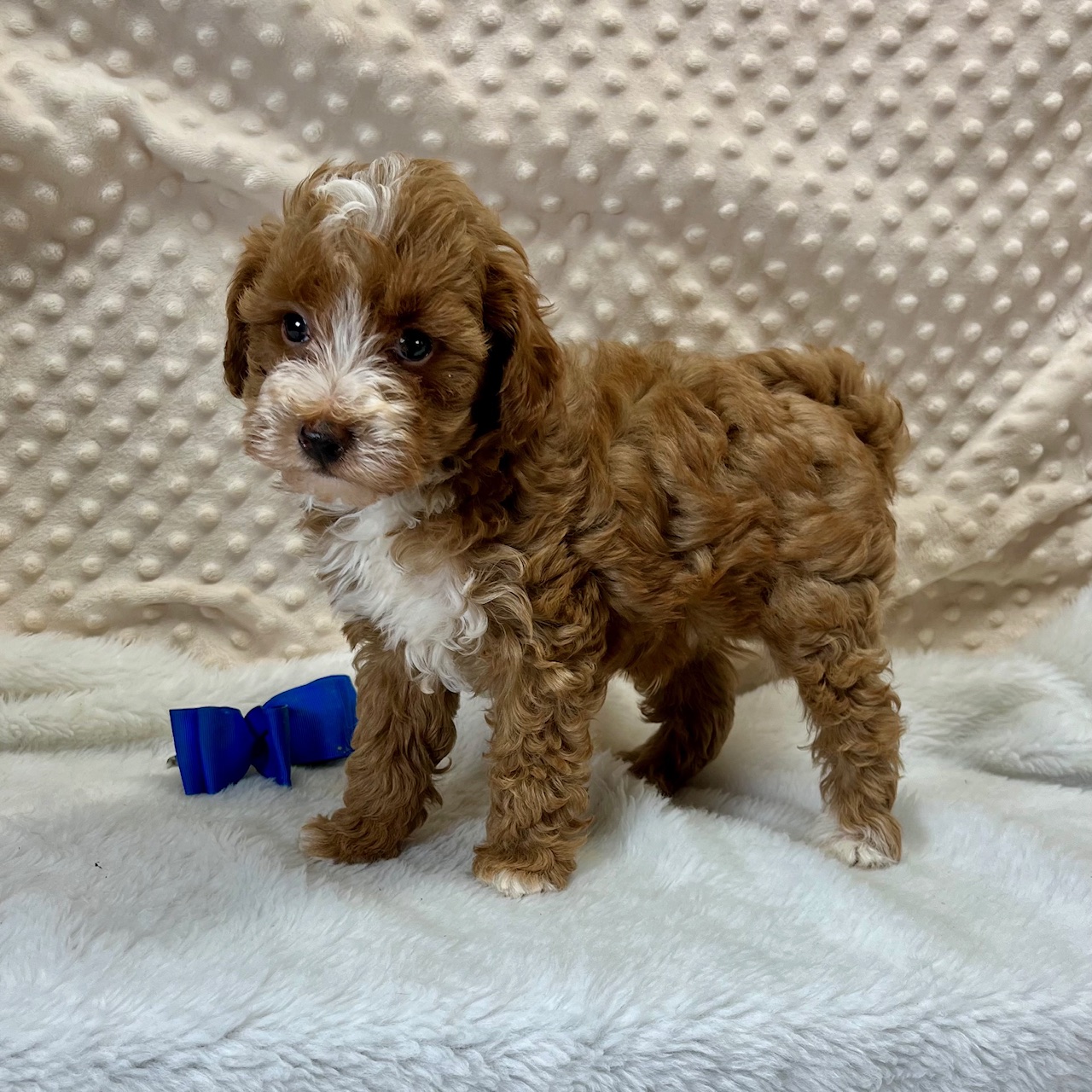 CKC Male Maltipoo "Redford", born 3/18'25 $2,250