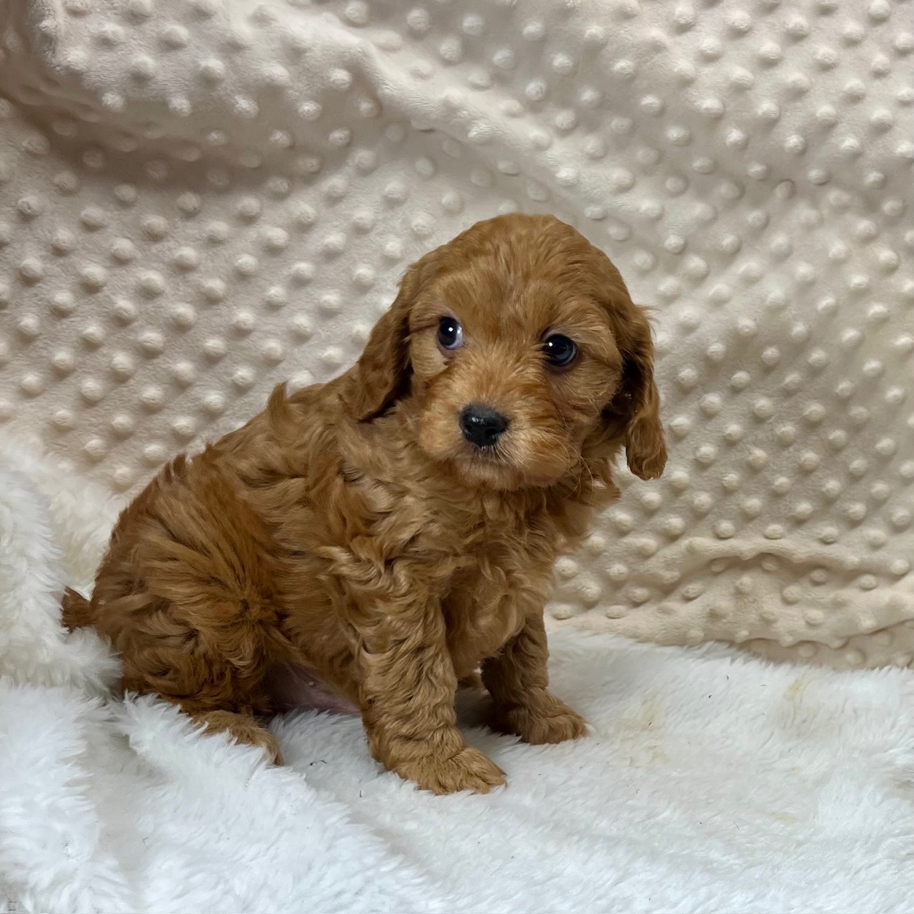 CKC "Fancy Riley" CavaPoo male born 4/1'25, $1,450