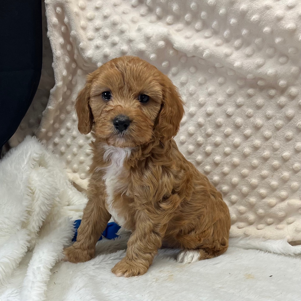 CKC "Red Ray" Cavapoo male born 4/1'25 $1,450 ~ ~ RESERVED ~ ~