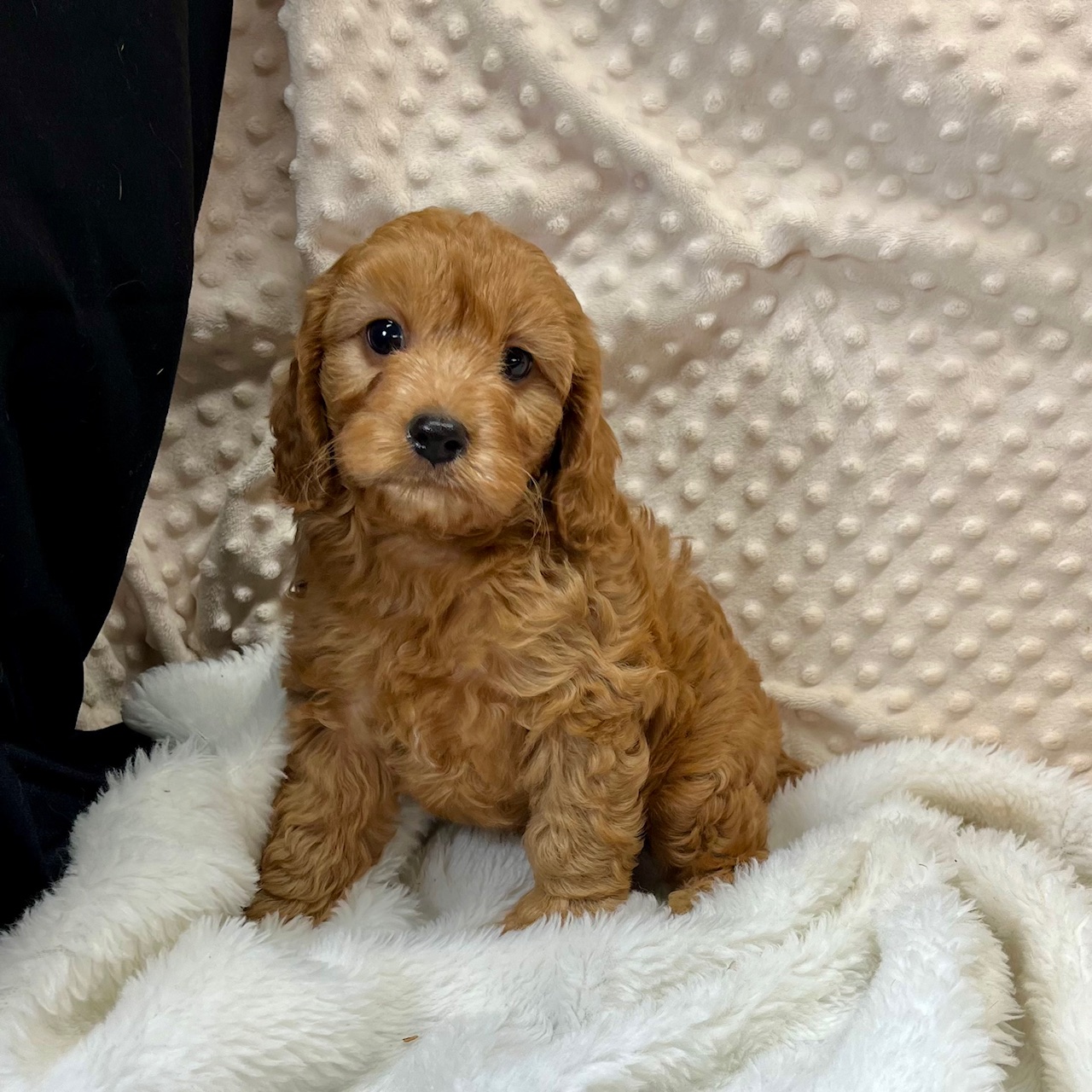 CKC "Fancy Riley" CavaPoo male born 4/1'25, $1,350