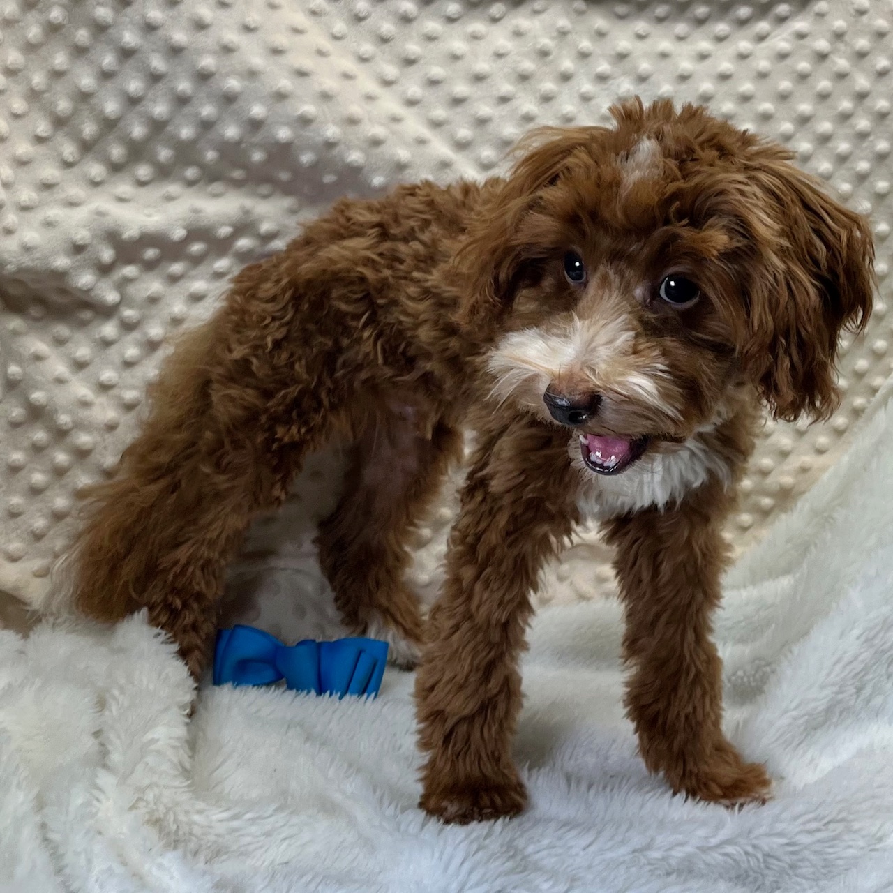 CKC Male Maltipoo "Redford", born 3/18'25 $1,550