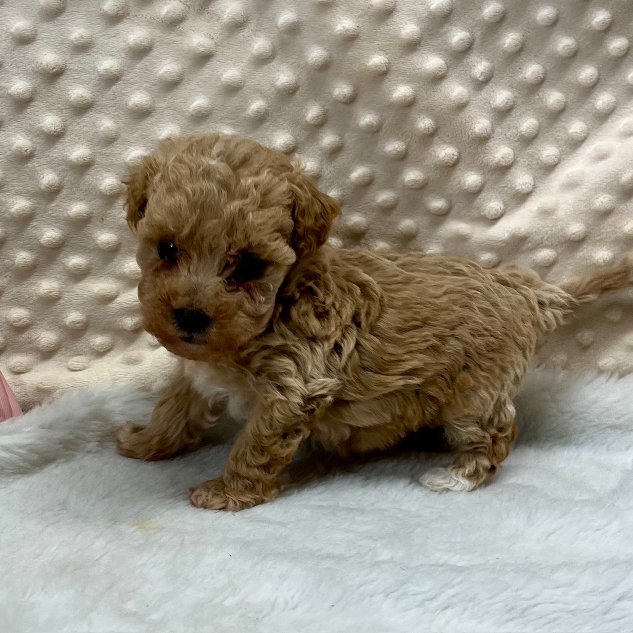 CKC registration F1b female Maltipoo, "McKay" $1,850