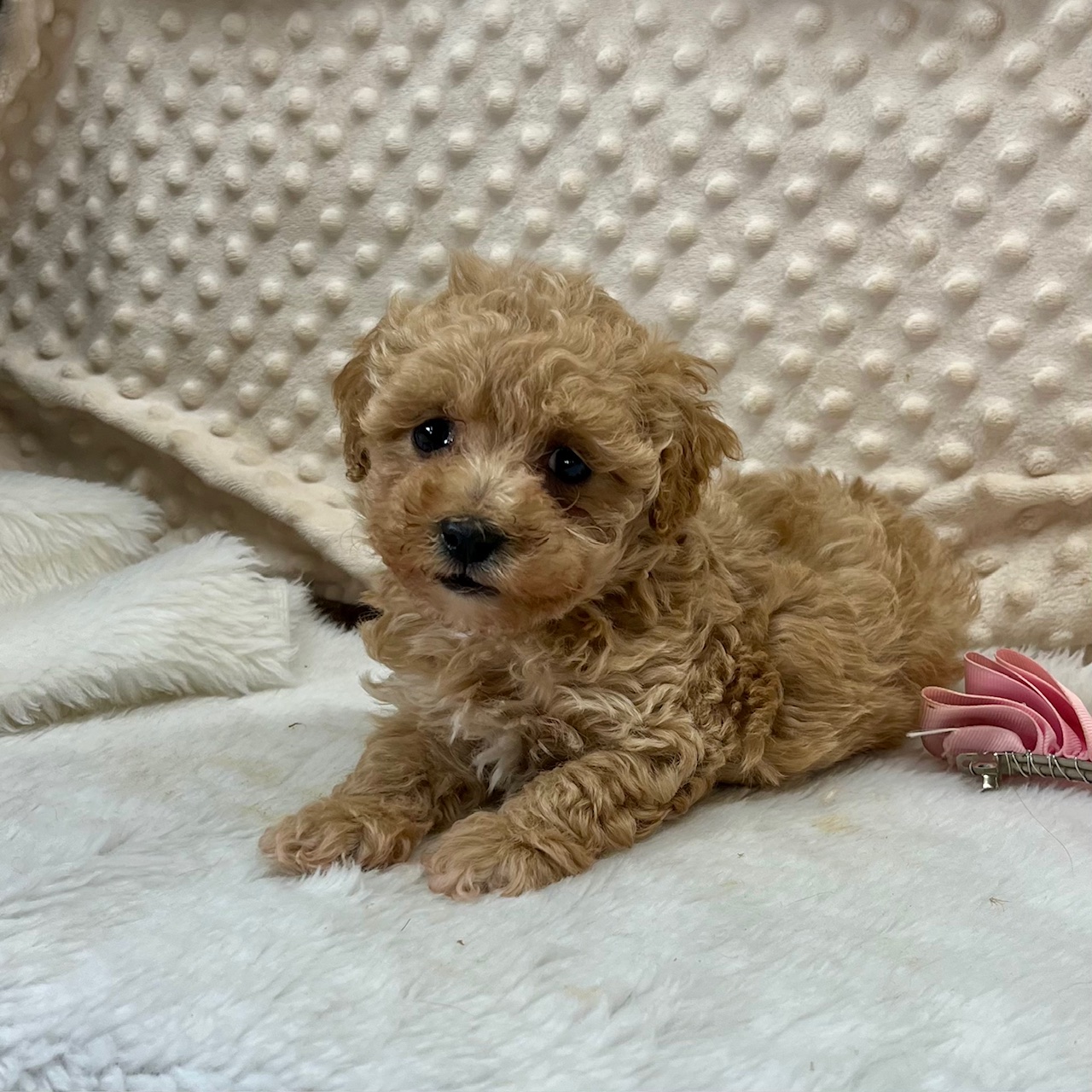CKC registration F1b female Maltipoo, "McKay" $1,850