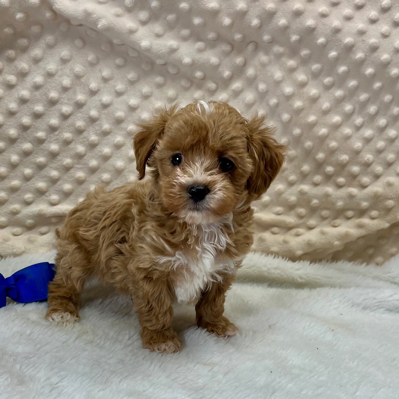 CKC registration F1b male Maltipoo puppy. "Dexter" Born 3/23'25 Sunday. $1,650