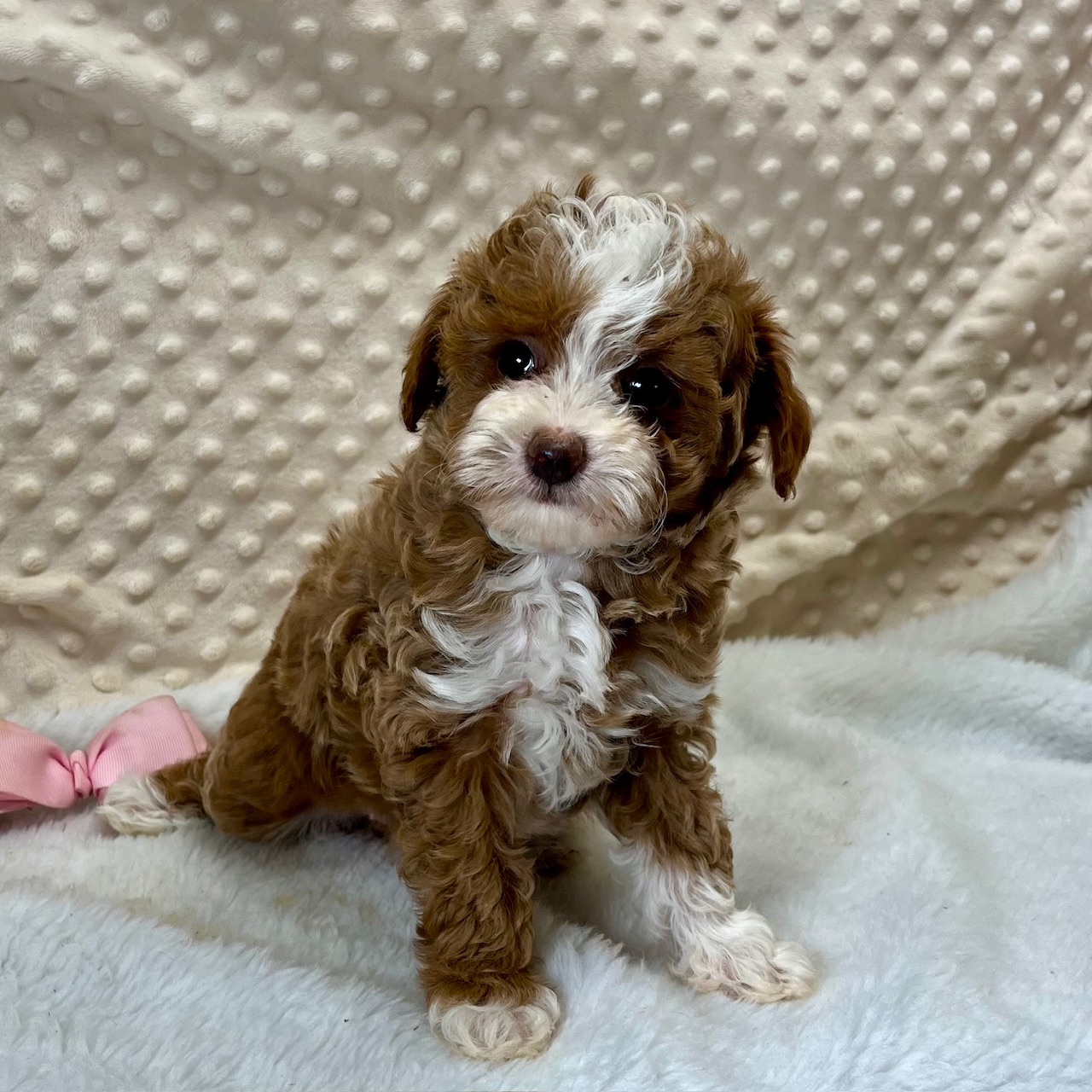 CKC Maltipoo Female "Pippi" was born 3/18'25. $2,550
