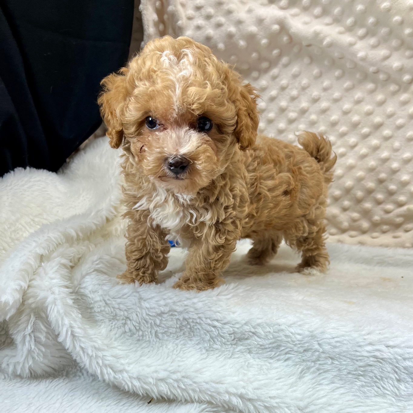 Small CKC Maltipoo Male "Tedford" born 3/18'25, $1,550