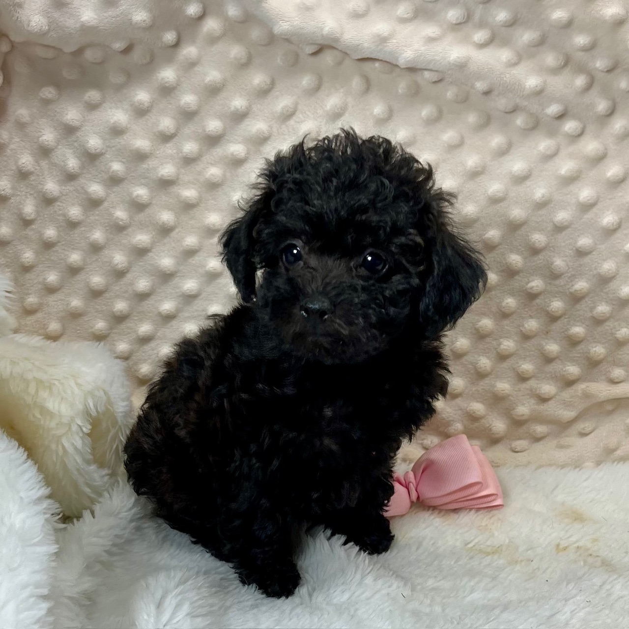 F1b CKC Maltipoo female "Pepper", $1,450
