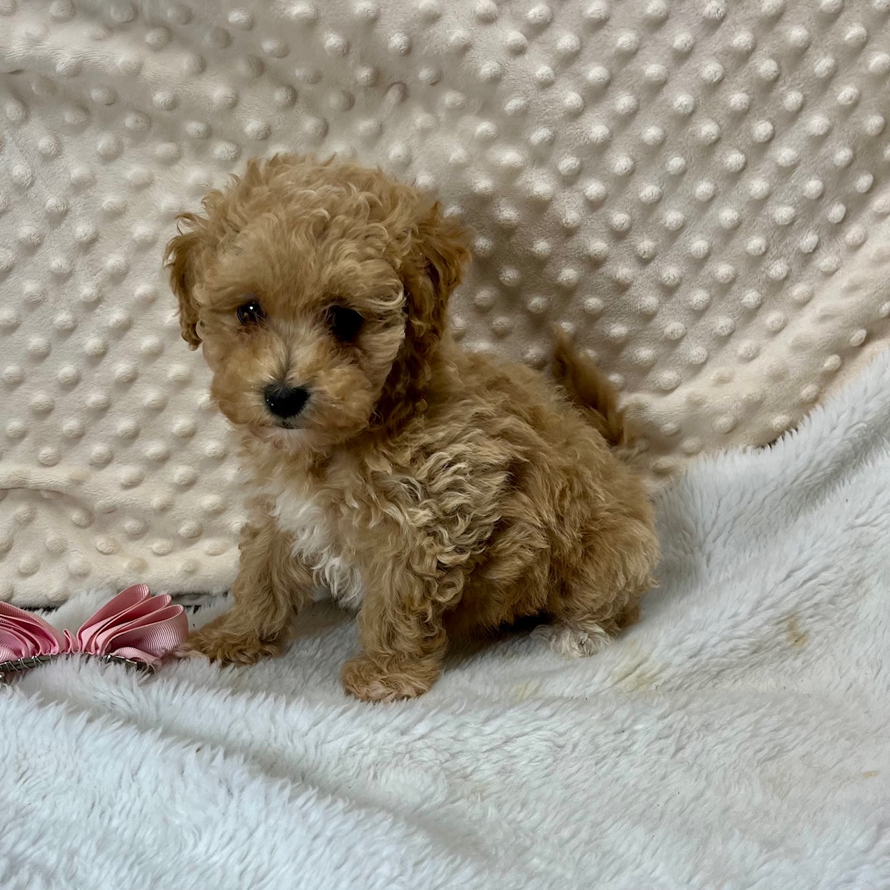 CKC registration F1b female Maltipoo, "McKay" $1,850