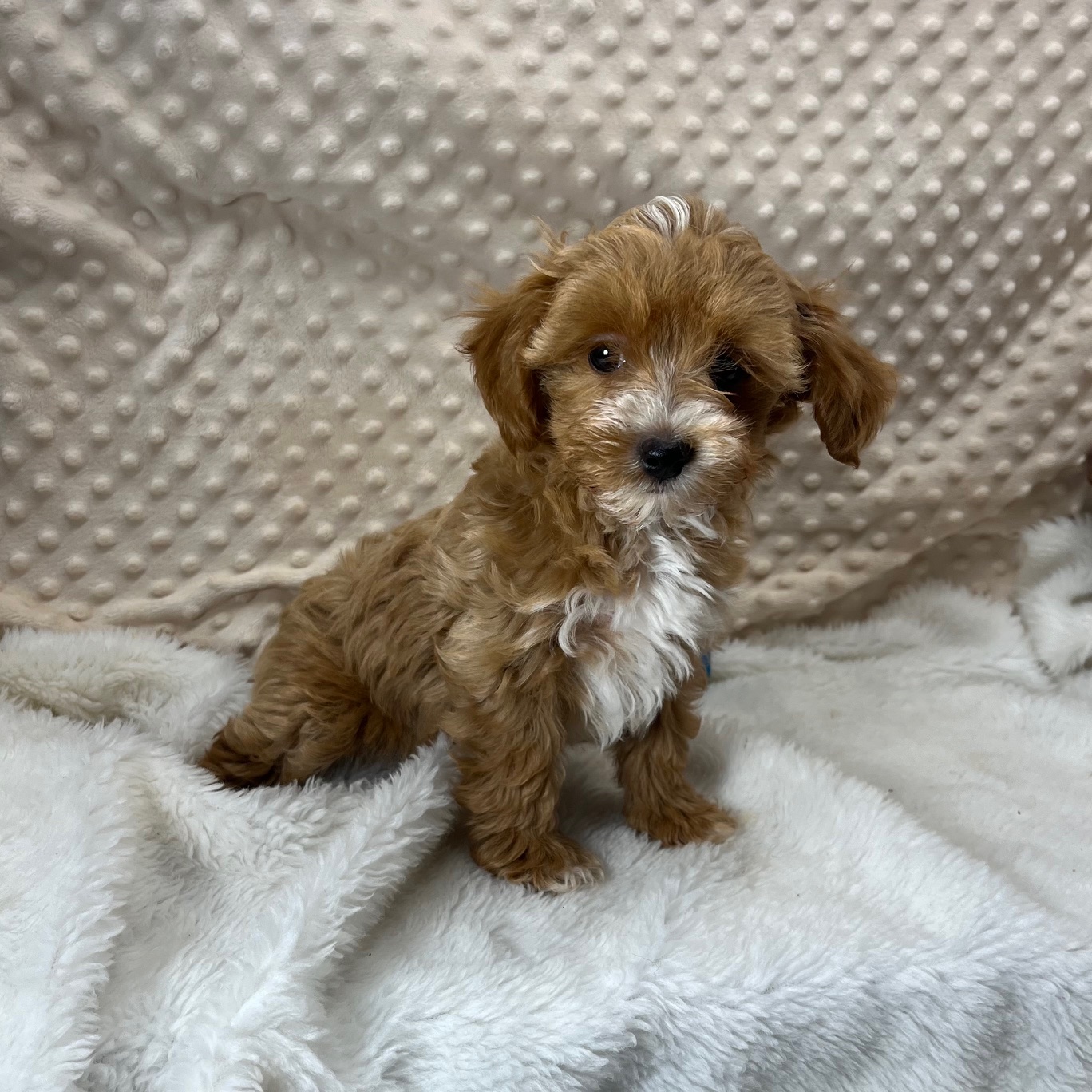 CKC registration F1b male Maltipoo puppy. "Dexter" Born 3/23'25 Sunday. $1,450