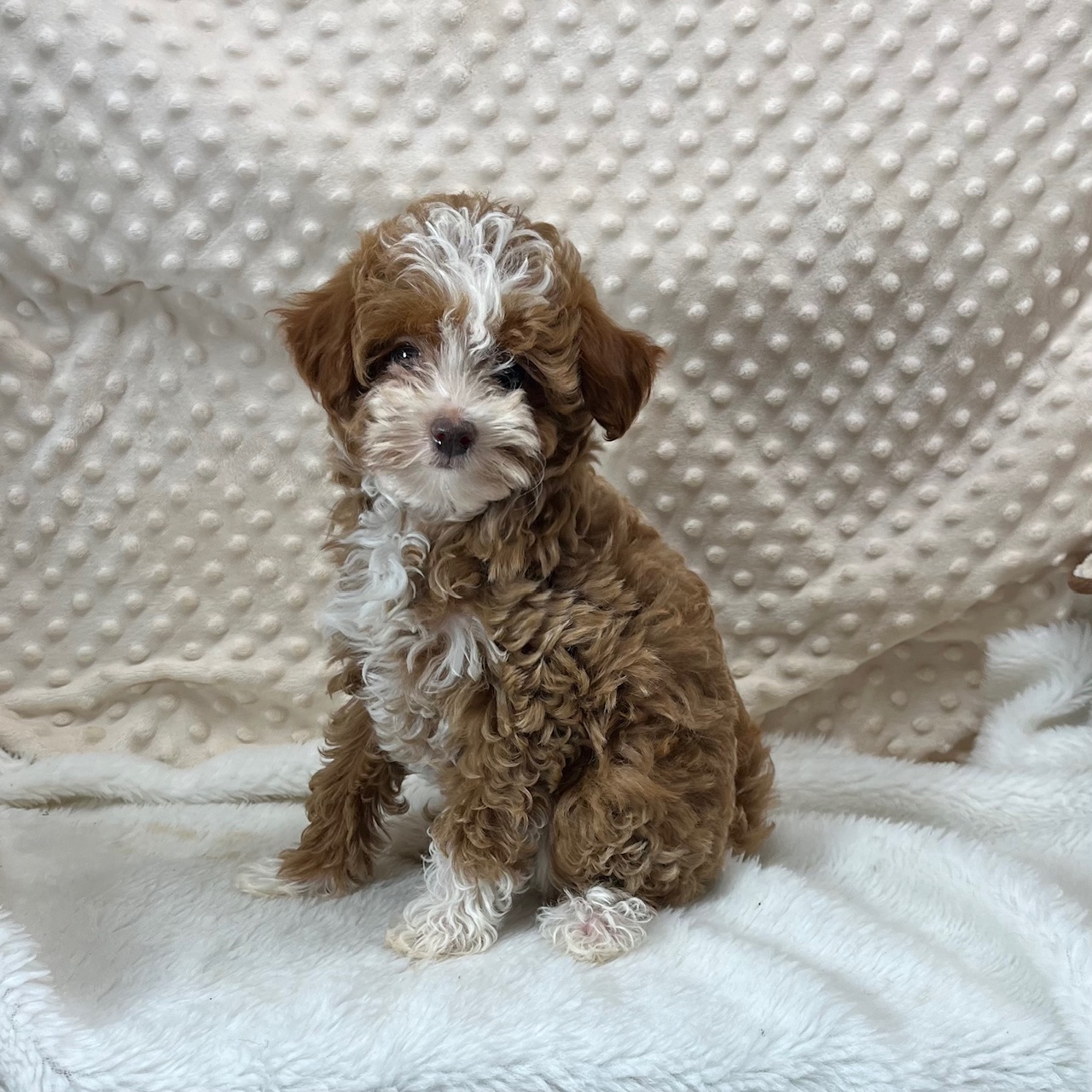 CKC Maltipoo Female "Pippi" was born 3/18'25. $2,450