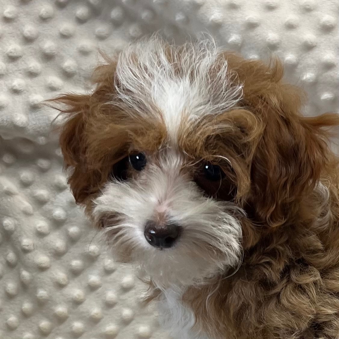 CKC Maltipoo Very Small Female "Pippi" was born 3/18'25. $1,950
