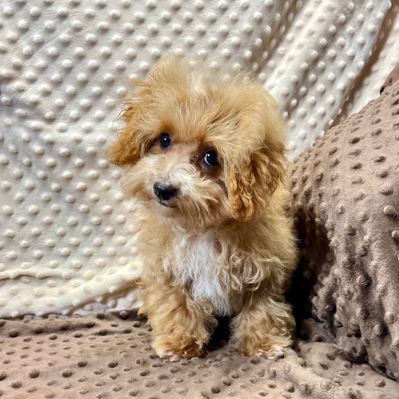 Small CKC Maltipoo Male "Tedford" born 3/18'25, $1,550