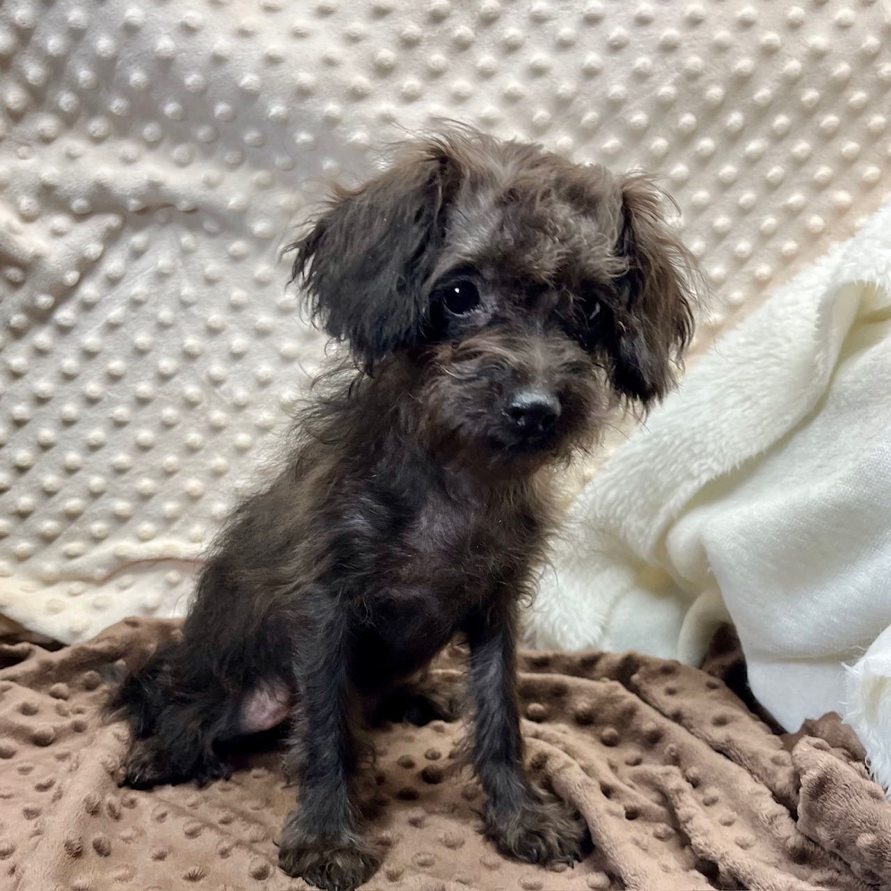F1b CKC Silver Maltipoo female "Pepper", $750