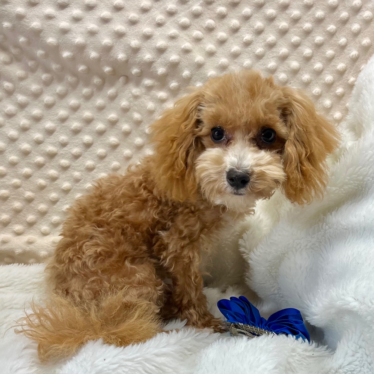 Small CKC Maltipoo Male "Tedford" born 3/18'25, $1,550