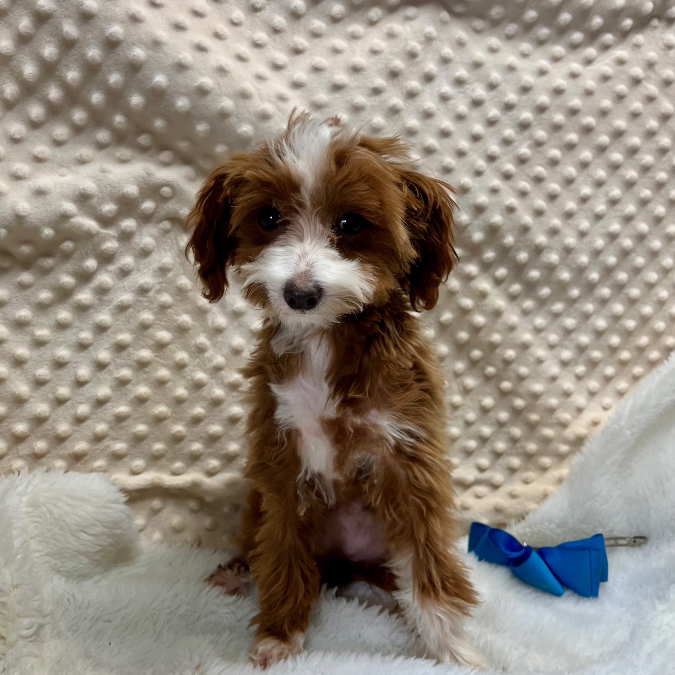 CKC Maltipoo Very Small Female "Pippi" was born 3/18'25. $1,850