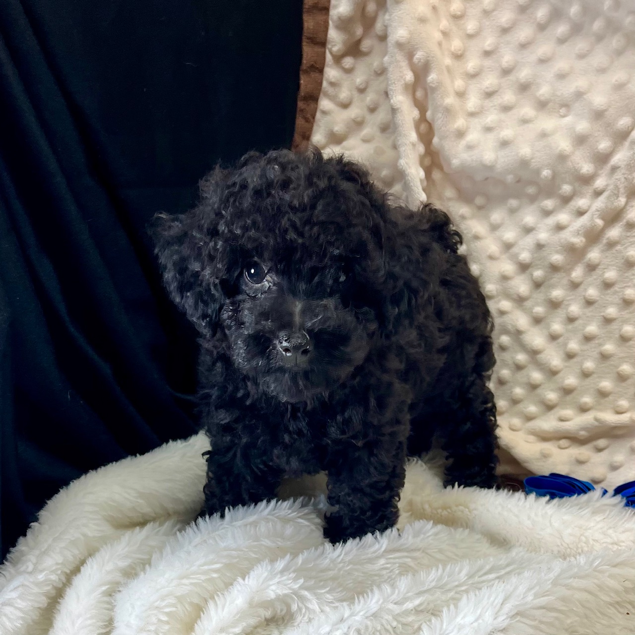 F1b male puppy "Spider". Born 4/15'25 Sunday. $1,250