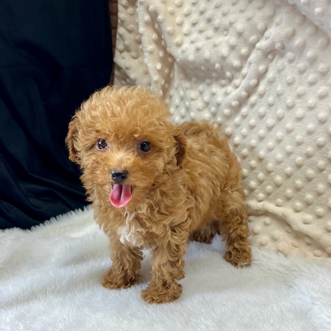 F1b MaltiPoo very small female puppy. "Tiny Lady Grey" born 5/11'25 Sunday. $1,650.