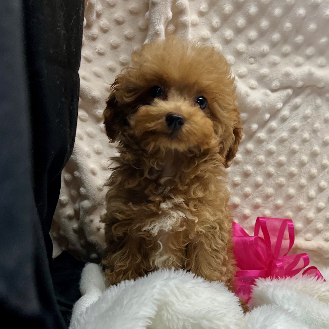 F1b MaltiPoo very small female puppy. "Tiny Lady Grey" born 5/11'25 Sunday. $1,650.