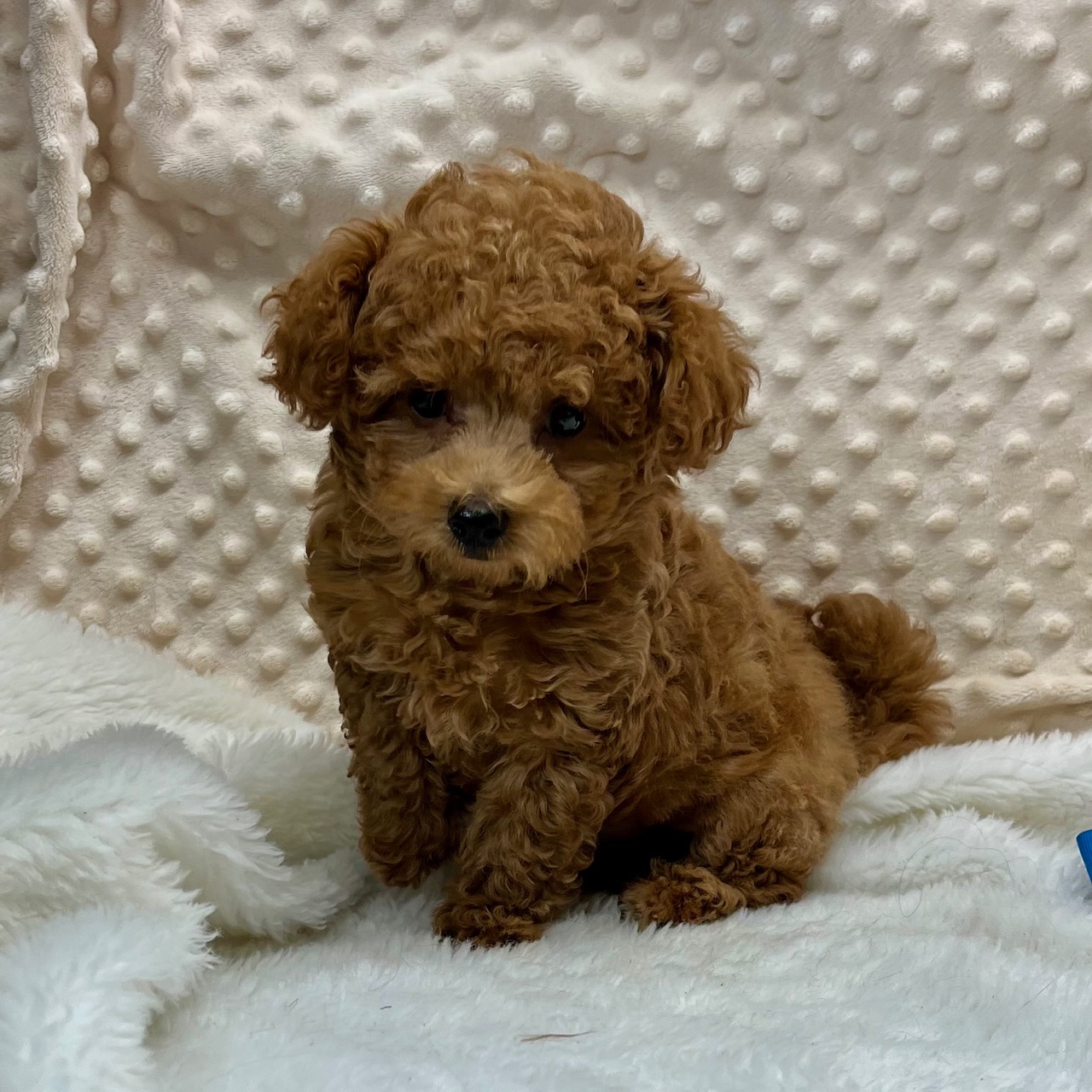 F1b MaltiPoo boy Puppies "Patrick", born 5/11'25, $1,450