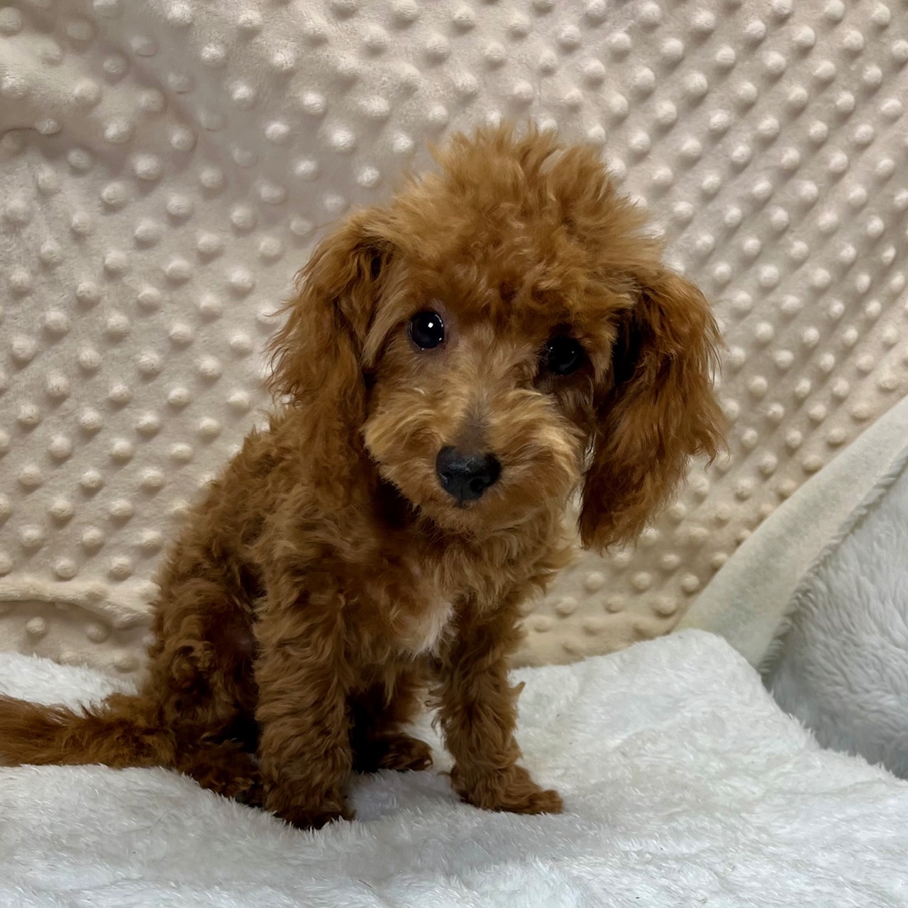 F1b MaltiPoo boy Puppies "Patrick", born 5/11'25, $1,450