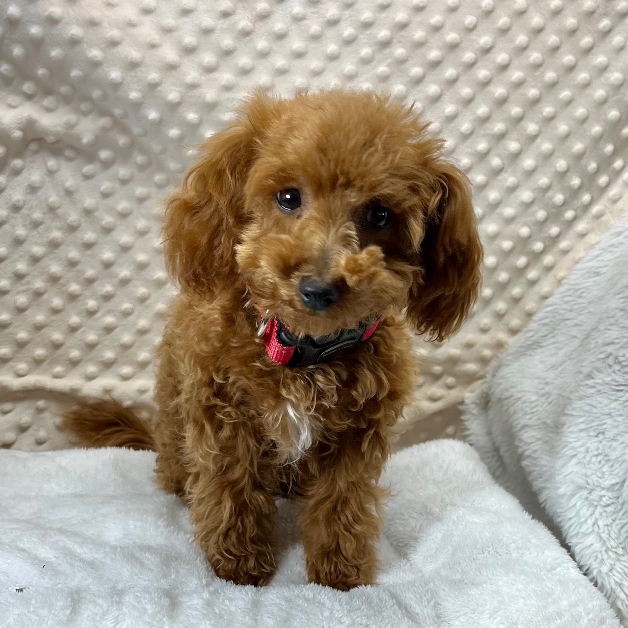 Tiny F1b MaltiPoo boy Puppies "Patrick", born 5/11'25, $1,450