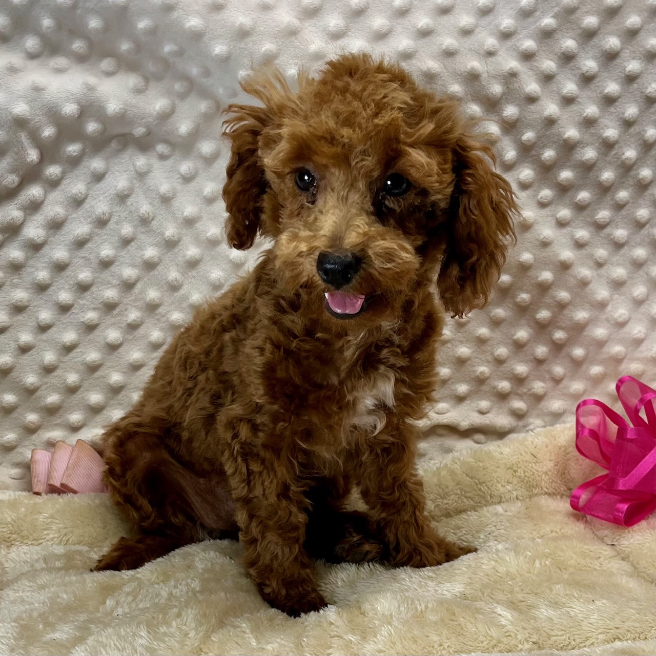 F1b MaltiPoo female puppy. “Jennifer” born 5/11’25 Sunday. $1,650.