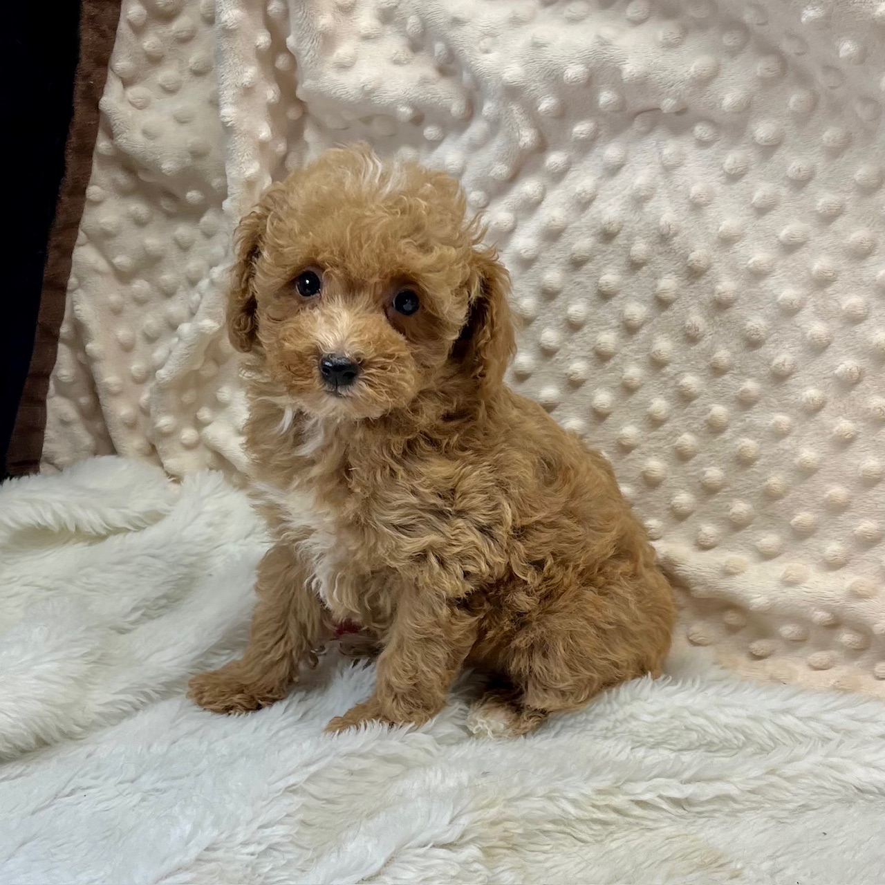 F1b Maltipoo Female "Summer "Charts to be 6 1/2 to 7 1/2 lbs.  born 7/7'25. $1,650