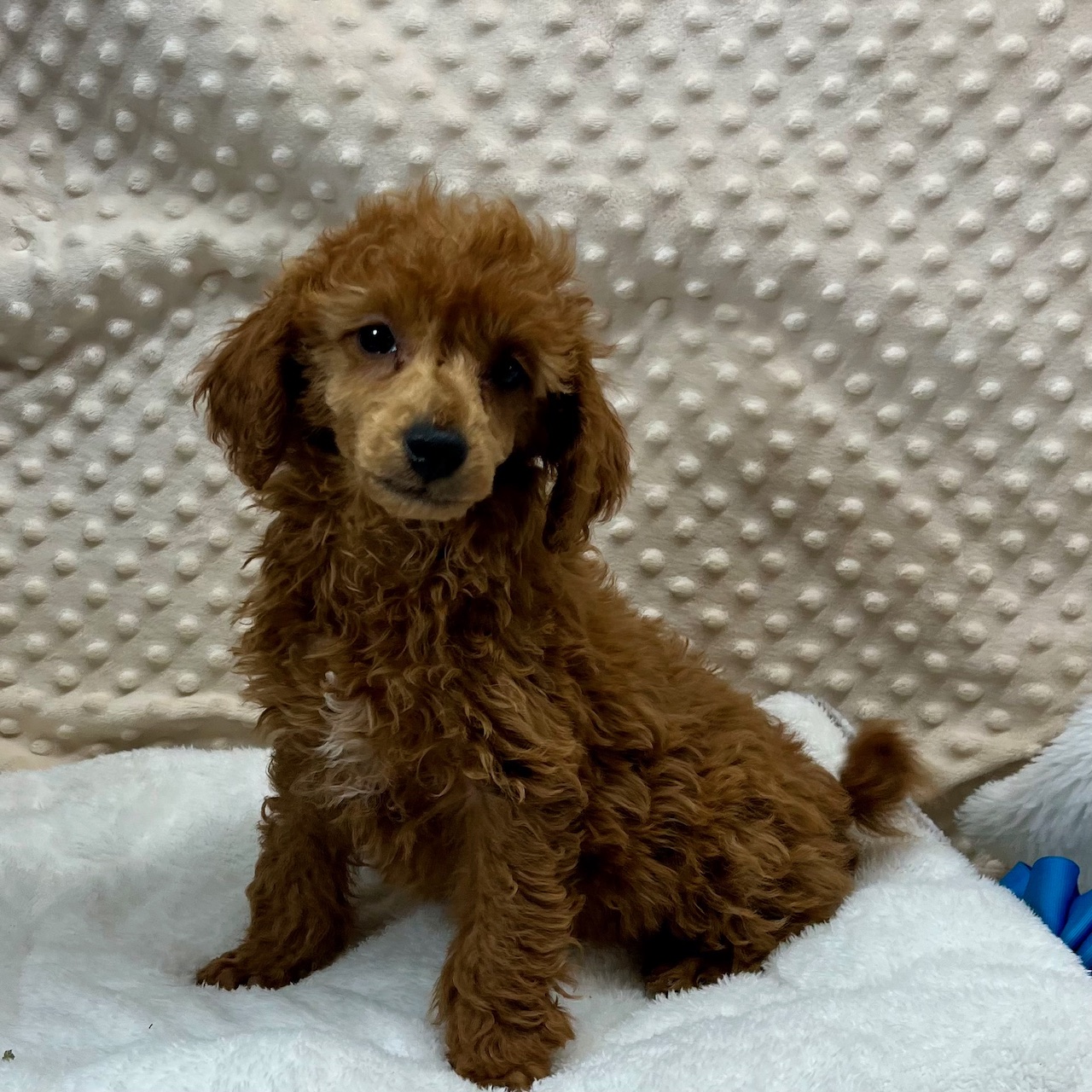 CKC Poodle male born 9/4'25. Red "River" $1,550 He Is In CHILDRESS, TEXAS.