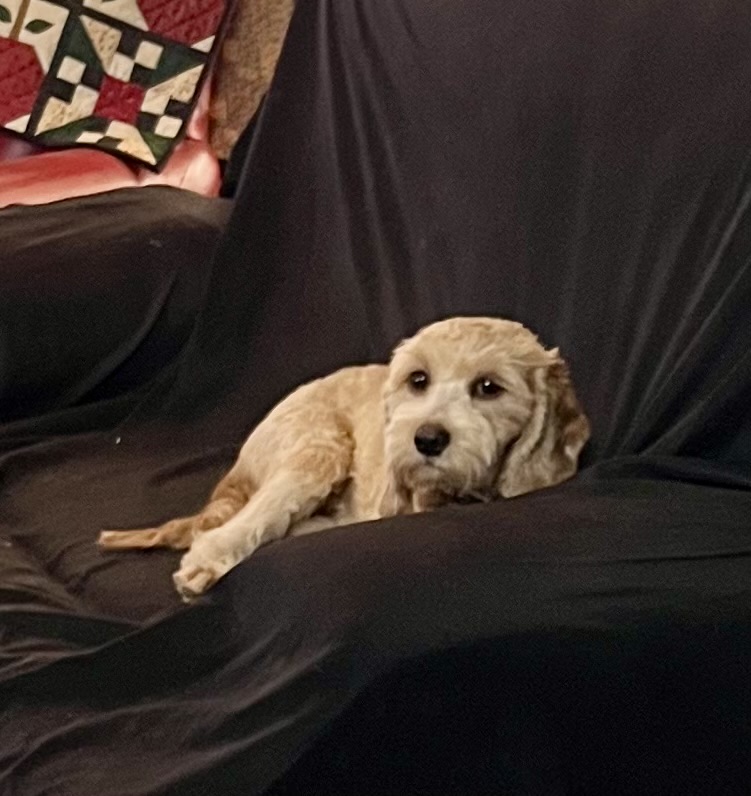 Neutered CKC Cavapoo F1 cross male. Born 4/1'25, 7 months now. $850