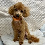 brown male maltipoo puppy